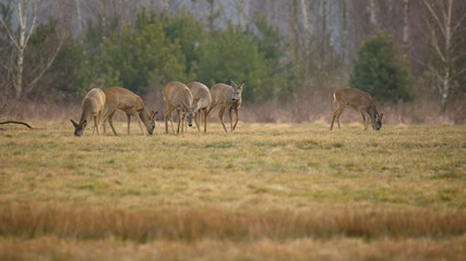 Sarny w środowisku naturalnym © Rafał Okraj