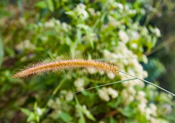 Inflorescence with dew drops close-up on the background of greenery in Sri Lanka