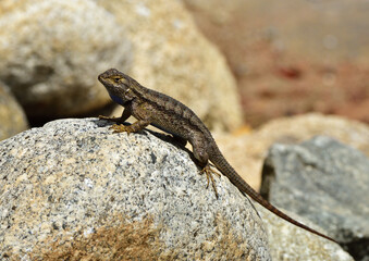 western fence lizard