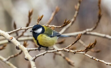 Bird tit close up on a branch of a poplar tree in spring