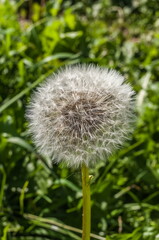 Dandelion flowers closeup on green background