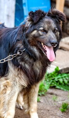 Domestic dog on a chain close-up on the background of the land and the village house