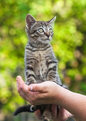 Home kitten in the hands of a woman close-up on the background of tree leaves in summer