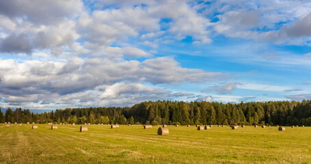 Fototapeta na wymiar Field with mown grass and hay rolls on the background of the forest and the sky with clouds in summer