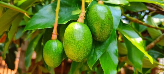 Avocado Strains Booth 8 in avocado breeding park, Tak province, Thailand