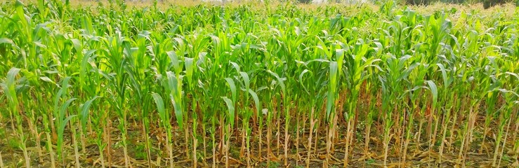 corn plantation