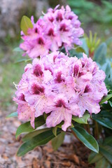 A bush blooming rhododendron. Many pink flowers rhododendron.