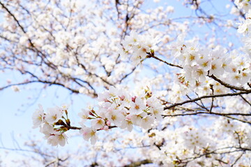 満開の桜と青空