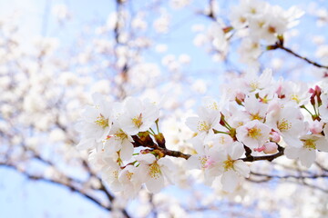 満開の桜と青空