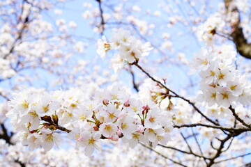 満開の桜と青空