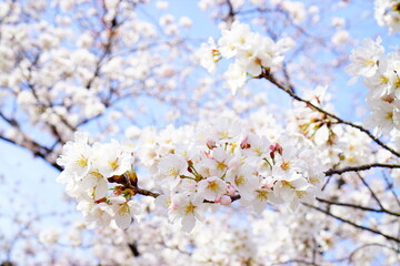 Fototapeta premium 満開の桜と青空