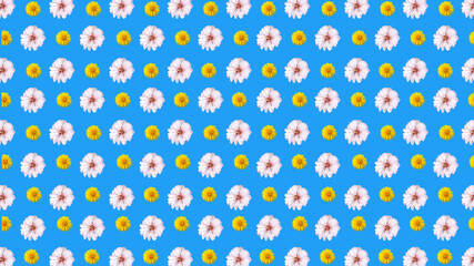 seamless background of sakura flowers isolated on blue