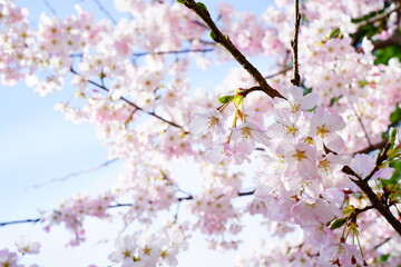 満開の桜と青空