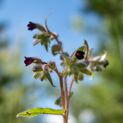 burgundy flowers close-up