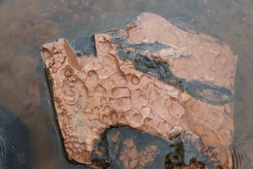 traces of shellfish shells on solidified clay, formed over time into a stone lying in the water.