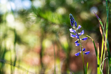 blue flower on a background of green grass