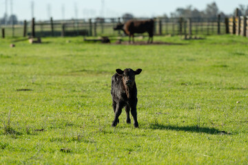 Fototapeta na wymiar Baby Cow in a pasture