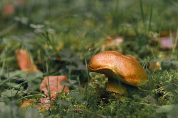 Yellow boletus in the autumn forest surrounded by green moss