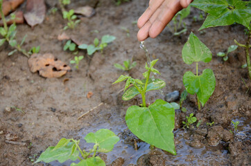 seedling beans plant dropping water with hand over out of green white background.