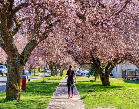 Girl walking on sidewalk lined with cherry blossoms - Victoria BC Canada