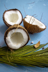 coconut on the tree