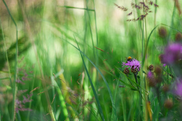 Defocus green blurred natural background. Summer sunny day concept layouts for advertising or for use as a background. grass background. Copy space.