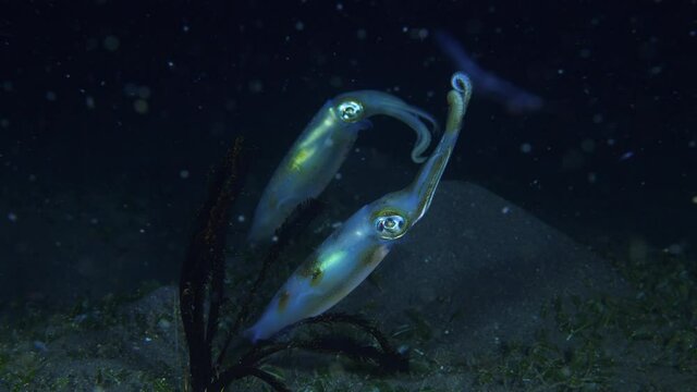 Bigfin Reef Squid (Sepioteuthis lessoniana lat.). Night underwater world of Tulamben, Bali, Indonesia. 4k video.
