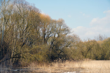 Fototapeta premium Spring on the shore of the lake. Sunny day in March. Last year's reeds and trees in the old park