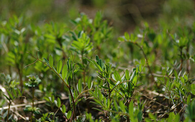 green grass in the wind
