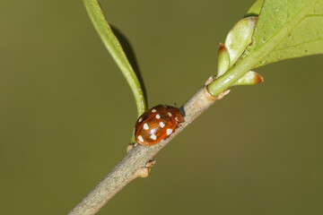 Cream-spot ladybird (Calvia quatuordecimguttata) on a privet (Ligustrum). Family Coccinellidae. Spring in a Dutch garden. March, Netherlands.