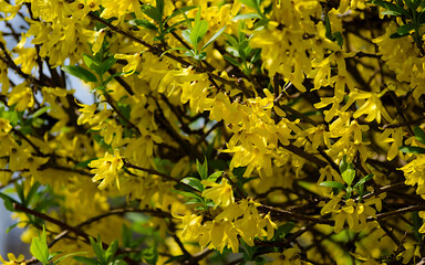 yellow blossoms in spring