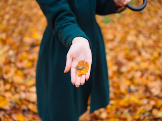 Woman holds in hand autumn leaf nature walk fresh air