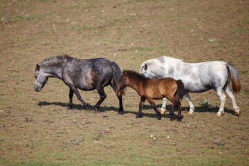 Three ponies grazing at a horse farm, stallion, mare and colt.