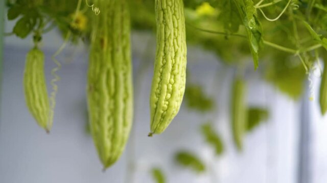 Bitter gourd (bitter melon) with plant
