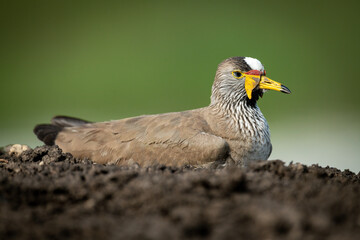 Wattled plover lies in profile in mud