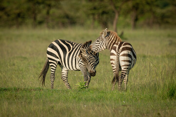 Obraz na płótnie Canvas Two plains zebra play fighting on grass