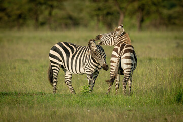 Two plains zebra play fighting near trees