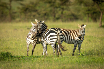 Fototapeta na wymiar Two plains zebra play fighting near foal