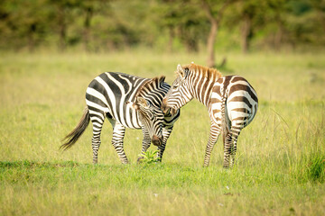 Fototapeta na wymiar Two plains zebra play fighting in grass