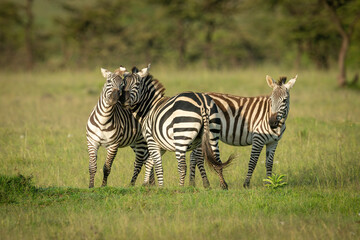 Fototapeta na wymiar Two plains zebra play fighting by foal