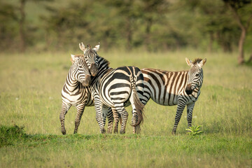 Two plains zebra play fighting beside foal