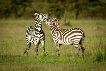 Fototapeta na wymiar Two plains zebra play fight on grass