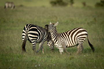 Fototapeta na wymiar Two plains zebra play fighting near another