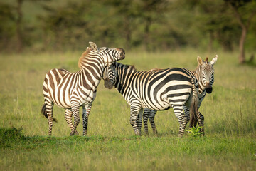 Fototapeta na wymiar Two plains zebra play fight by foal