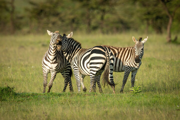 Fototapeta na wymiar Two plains zebra play fight near foal