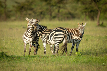 Fototapeta na wymiar Two plains zebra play fight beside foal