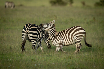 Fototapeta na wymiar Two plains zebra play fight near another