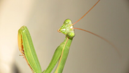 Mantide religiosa