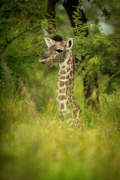 Young Masai giraffe lies in long grass