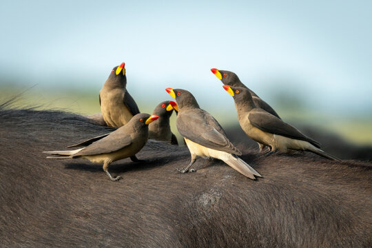 Yellow-billed oxpeckers perch together on Cape buffalo